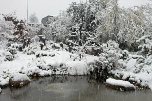 pond in winter1